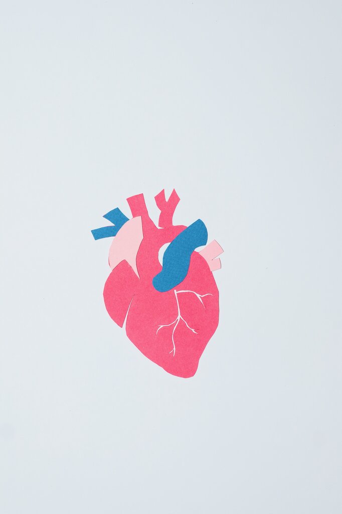 ¿Cómo se llama la fase en la que el corazón se contrae?