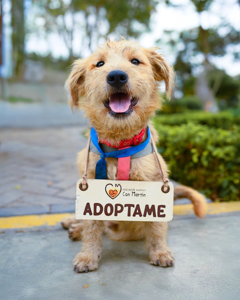 Adopt (V)