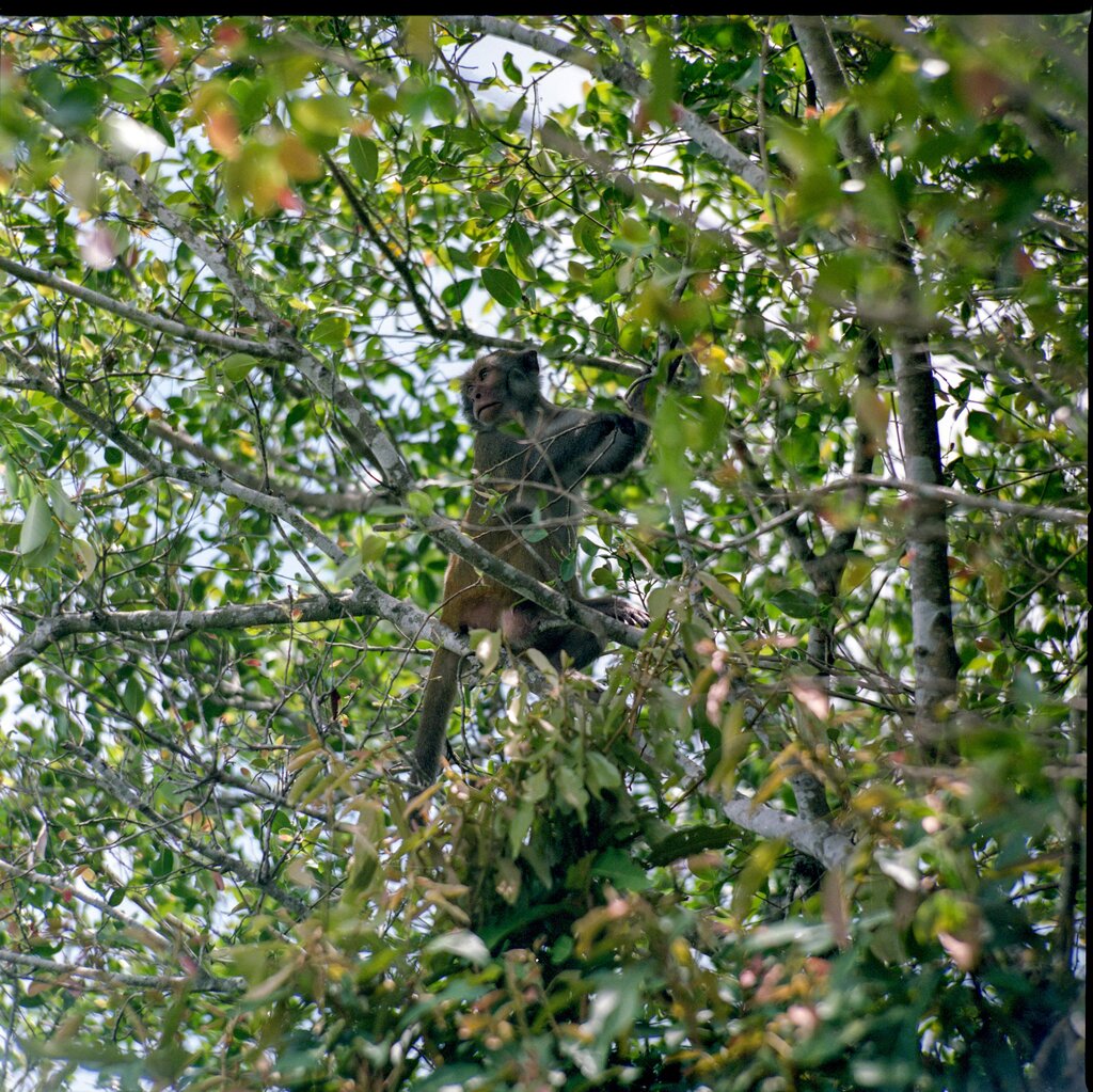 The monkey is  ___ the branches of the tree.