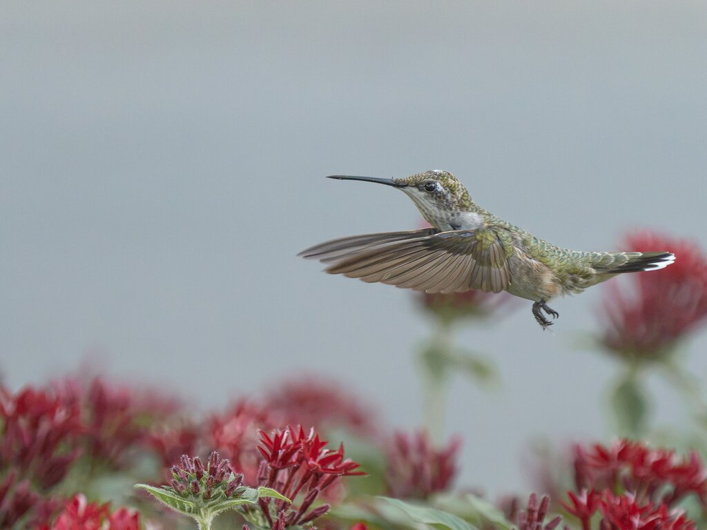 The bird is flying ___ the flowers.