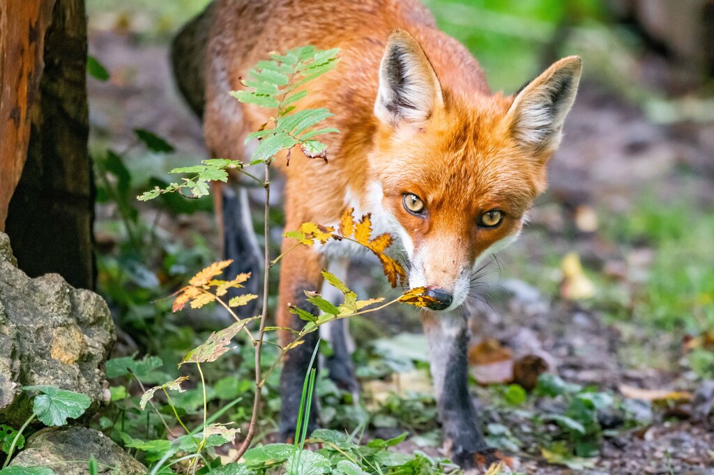 The fox is ___  the trunk.