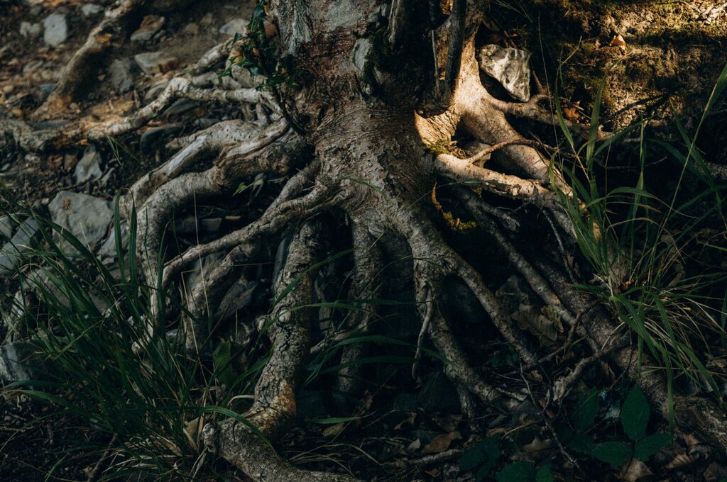 The roots are _______ the ground.
