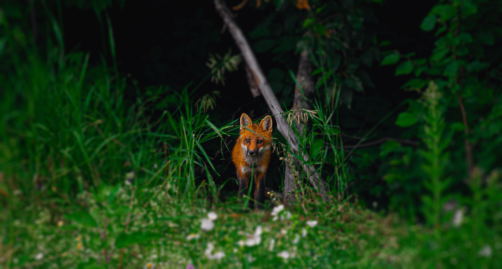 The fox is ___ flowers and trees.
