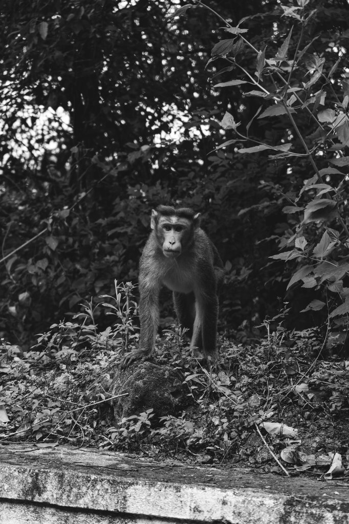 The monkey is ___ the tree.