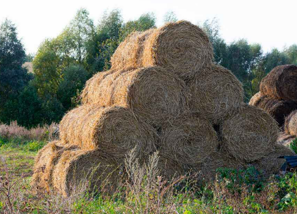 Don Chuy hace descuento por mayoreo en forraje: por cada bulto que se lleve un cliente, el precio baja 1 peso, empezando en 80. Esta semana fue de 1500 pesos, menor que la semana pasada, cuando vendió 45 bultos. ¿Cuántos bultos vendió esta semana?