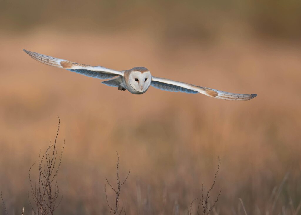  Reconocer a la naturaleza como sujeto de derechos significa que un bosque