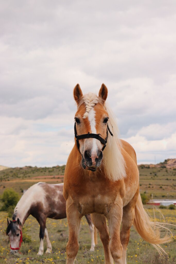 caballo