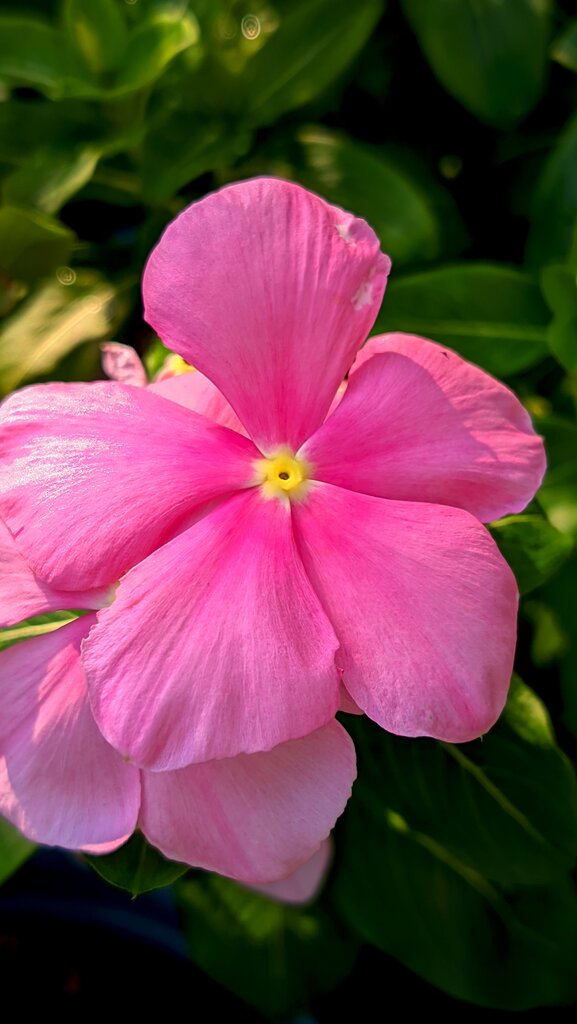 ¿Cómo se dice “rosado” en inglés?