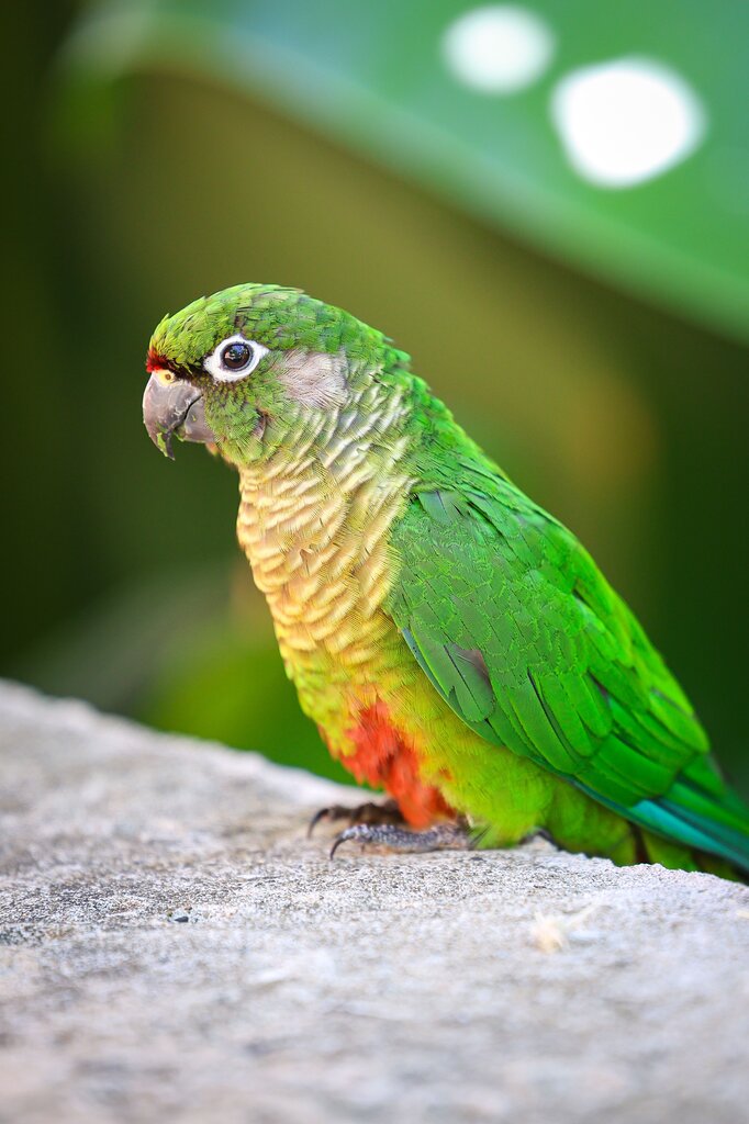 ¿Cómo se dice “verde” en inglés?