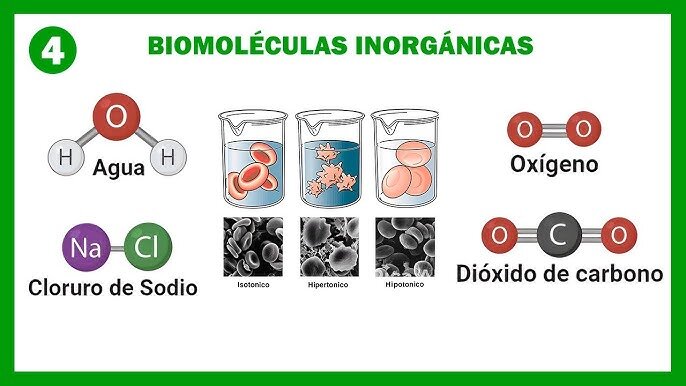 ¿Cuál es una molécula de importancia biológica?