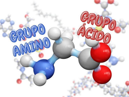 ¿Qué unidades se unen para formar proteínas?
