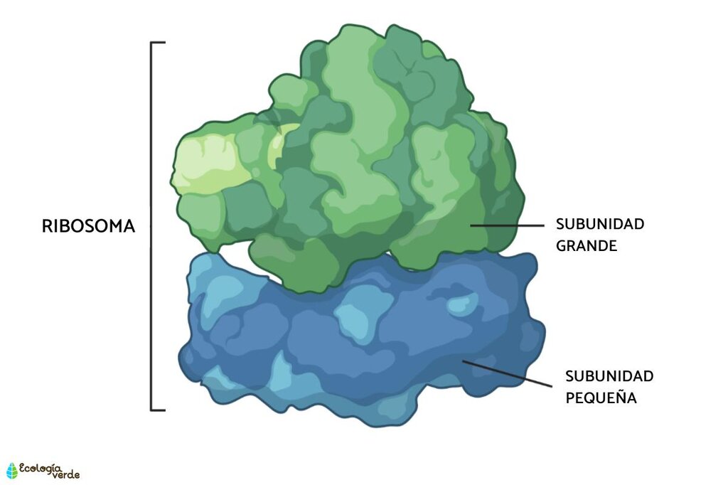 ¿Cuál es un complejo supramolecular?