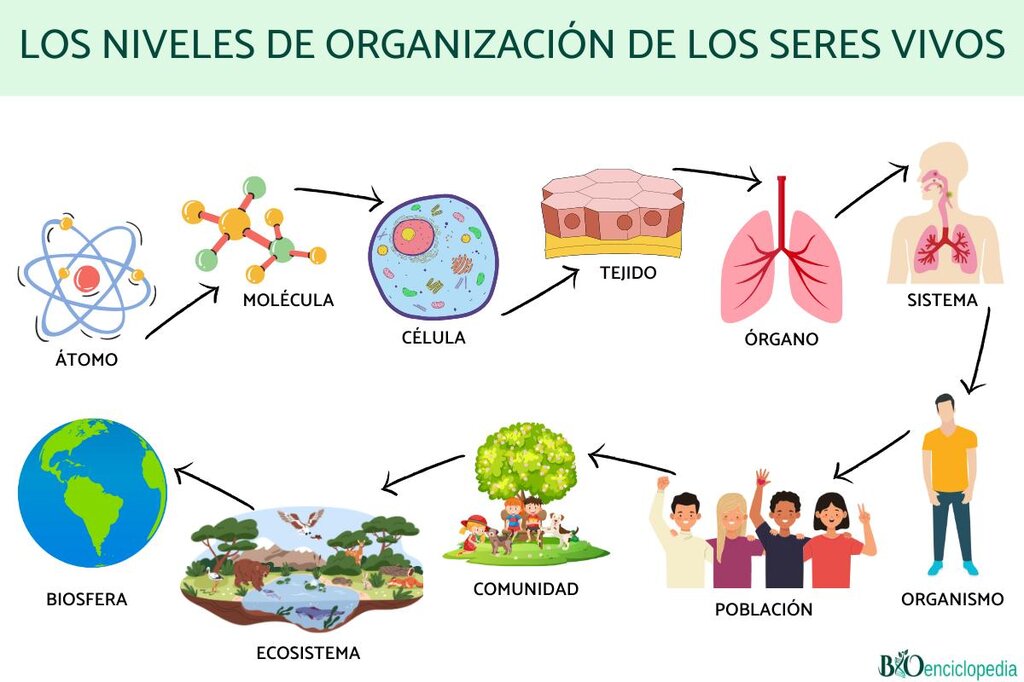 ¿Por qué es importante conocer los niveles de organización?