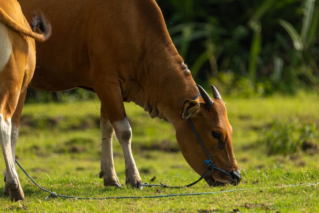 Berdasarkan makanannya, sapi termasuk hewan . . . .