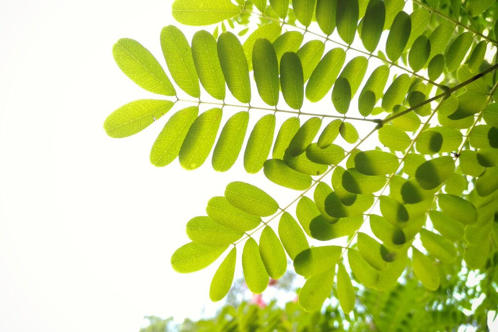 ¿Qué necesitan principalmente las plantas para realizar la fotosíntesis?