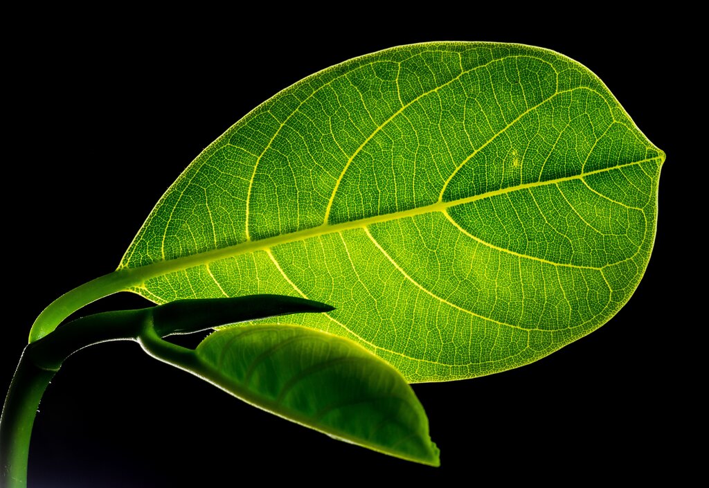 ¿Qué gas producen las plantas durante la fotosíntesis?