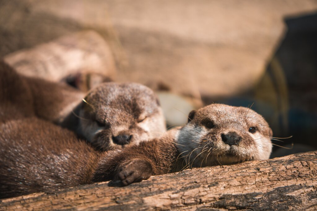 Nutria