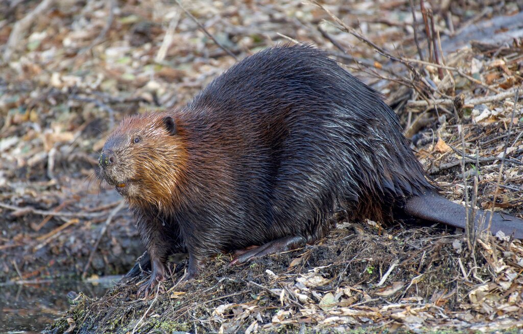 Castor