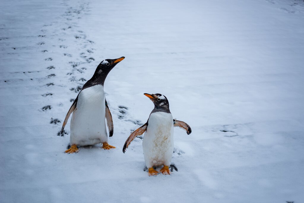Pingüino