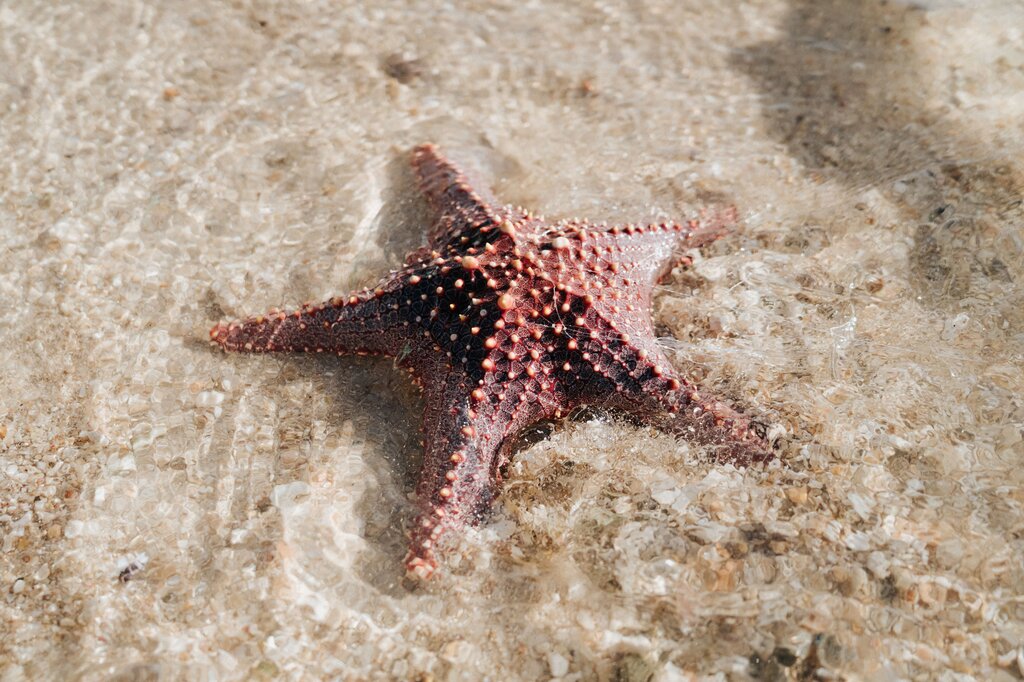 Estrella de mar