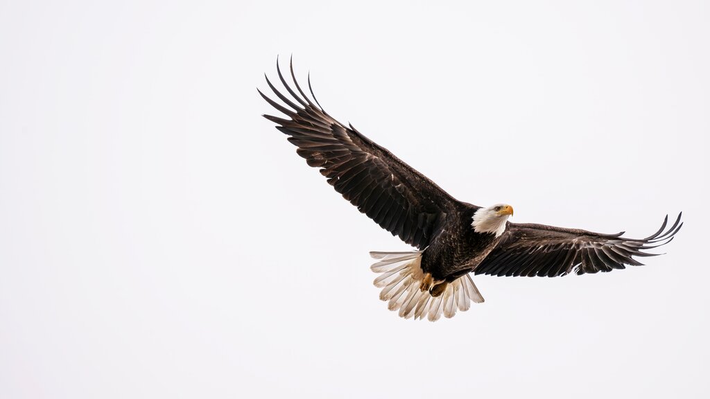 Águila