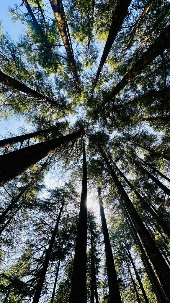 ¿Cuál es uno de los principales orígenes de los derechos de la naturaleza?