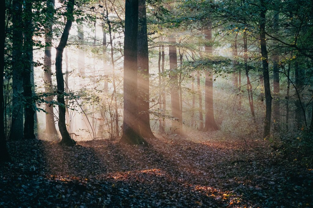 ¿Qué buscan reconocer los derechos de la naturaleza?
