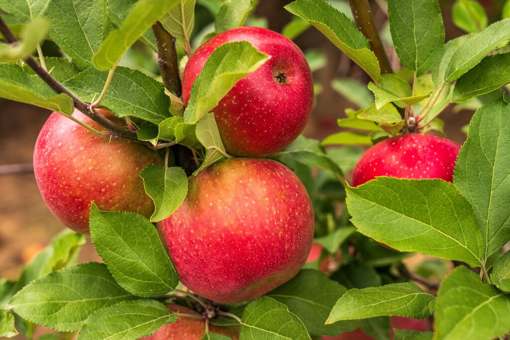 _______________ apples