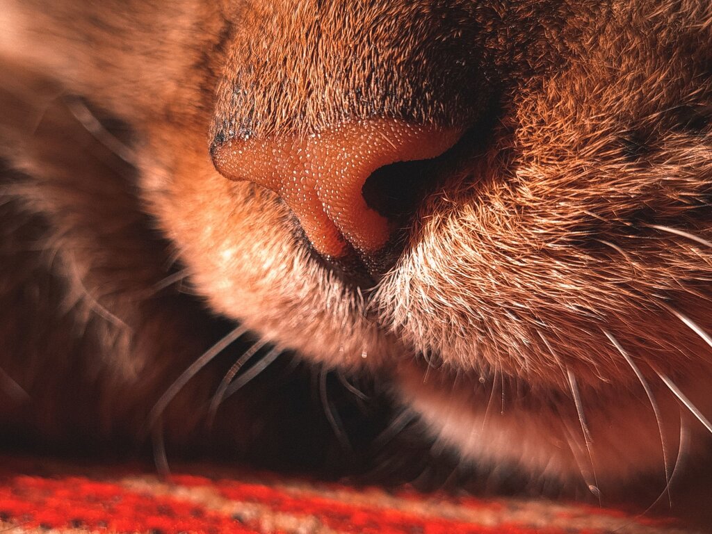 Hidung