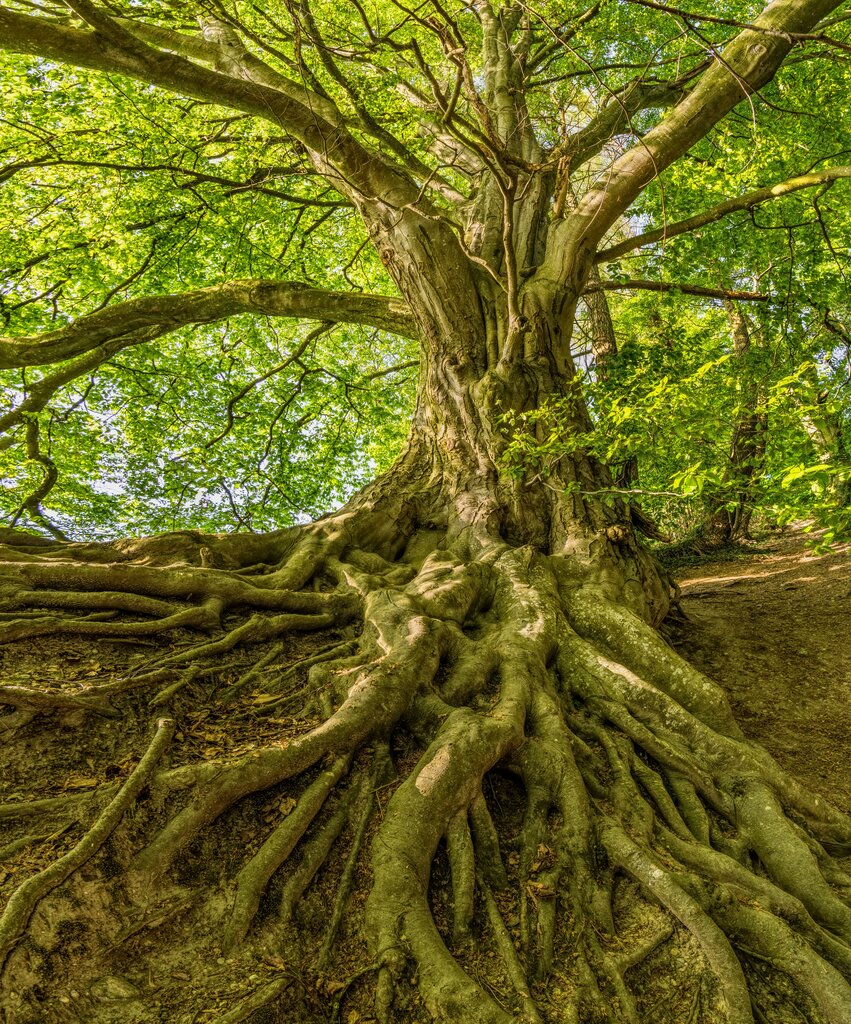 NIVEL 1.Fundamentos filosóficos   ¿Qué significa reconocer la naturaleza como SUJETO de derecho?