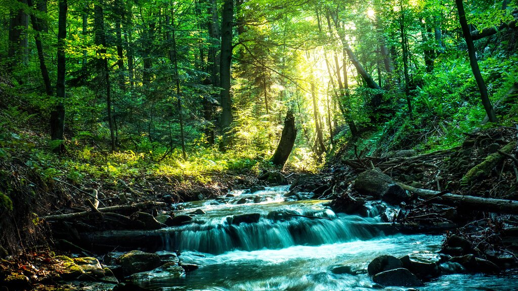 Los recursos naturales sirven para el bienestar de la naturaleza"