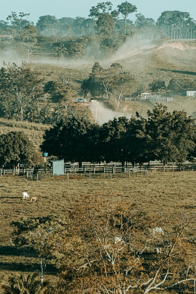 Deforestación para la ganadería