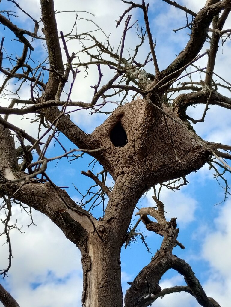 AVE QUE CONSTRUYE SU NIDO DE BARRO.