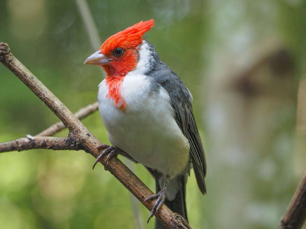TIENE COPETE ROJO.