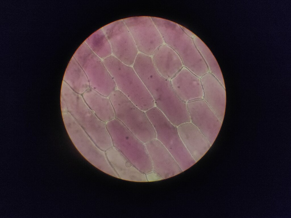 Celula, organo, tejido, sistema