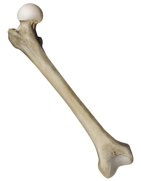 What is one main function of the femur?