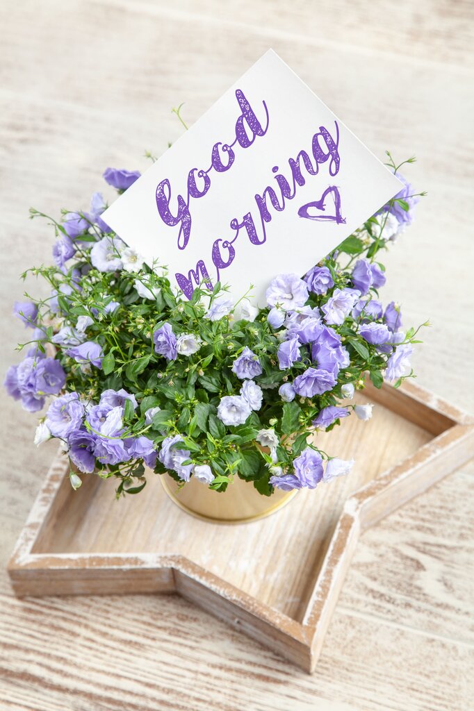 How do you say 'Good morning' in Spanish?