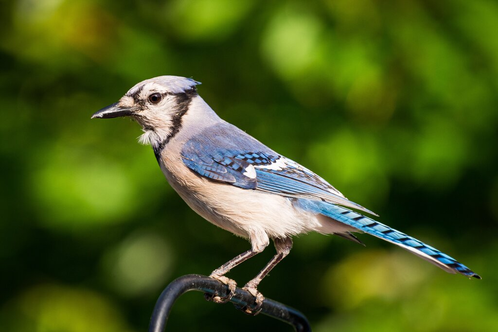 Which birds were studied in the experiment?