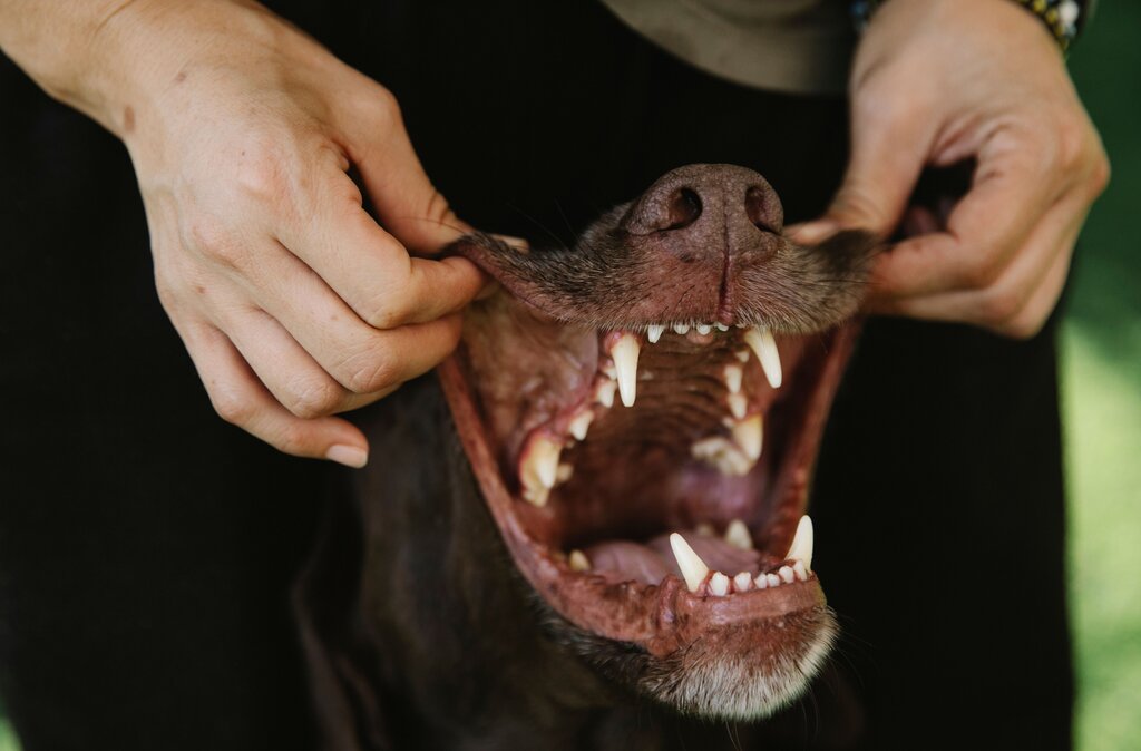 Los melanocitos que originan el melanoma oral se encuentran normalmente asociados principalmente con:
