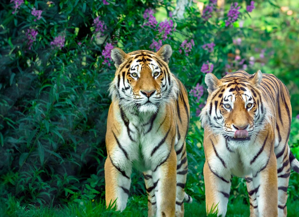 Ini gambar harimau.Huruf awalnya adalah…
