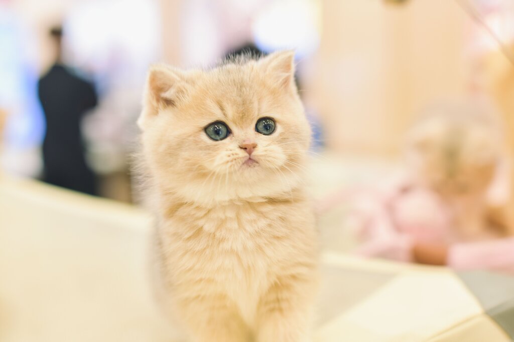 The cat is cute.