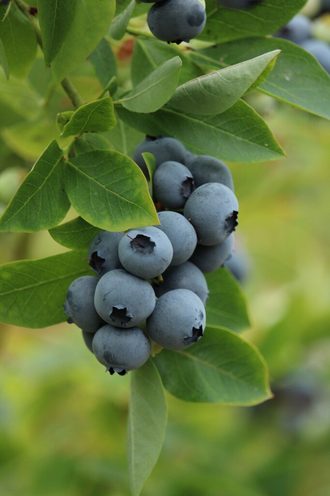blueberry