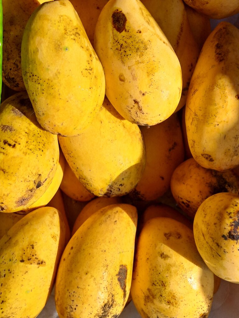 mangga