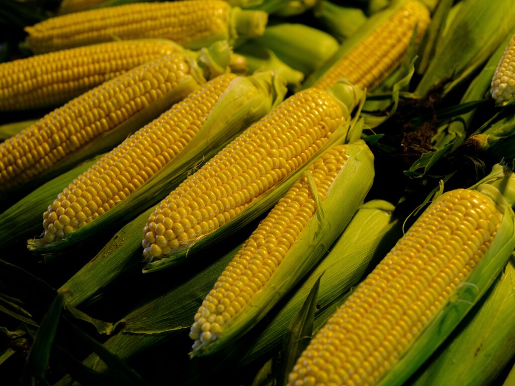 jagung