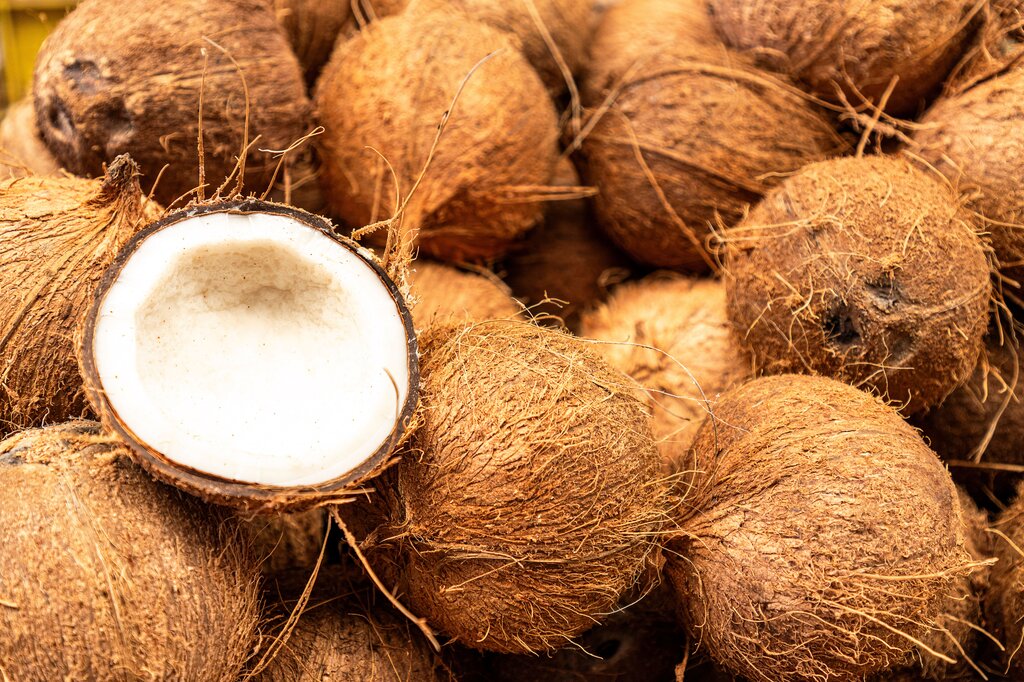 kelapa