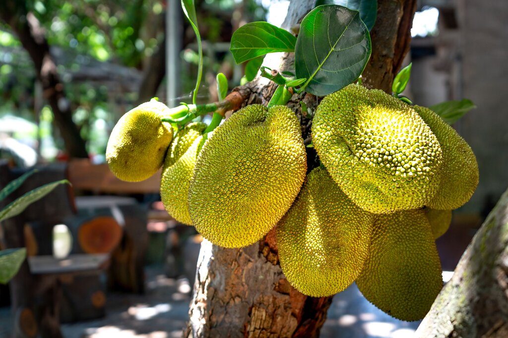 Do you like Jack fruit .... star fruit?