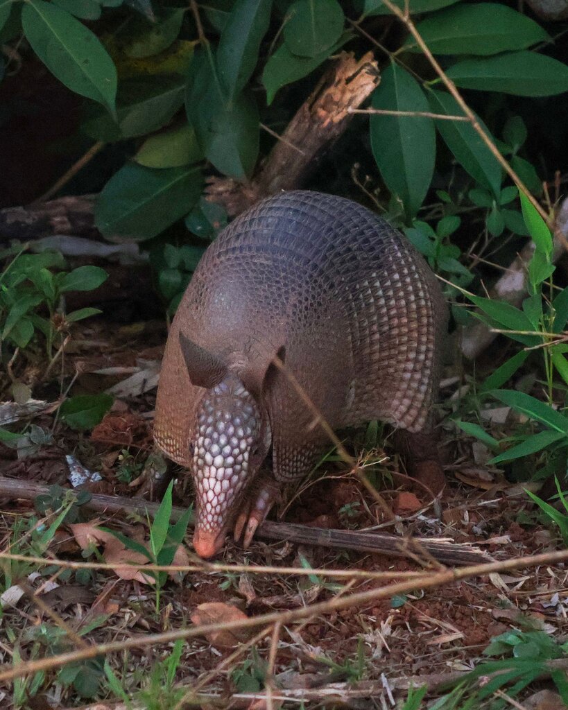 Armadillo