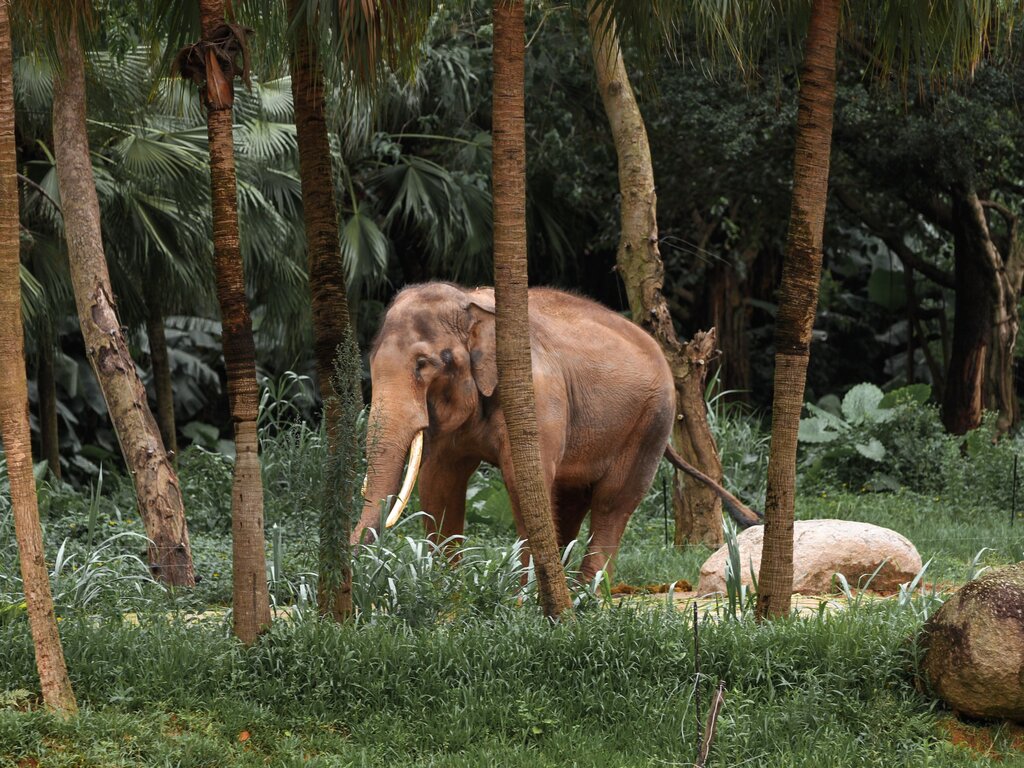 Elefante