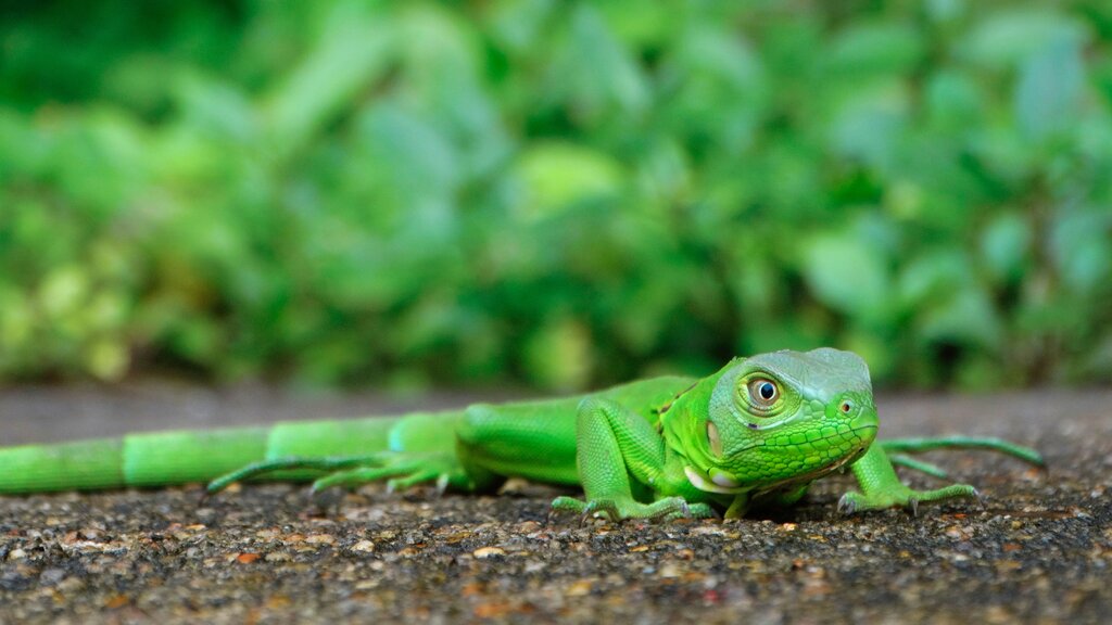 Iguana