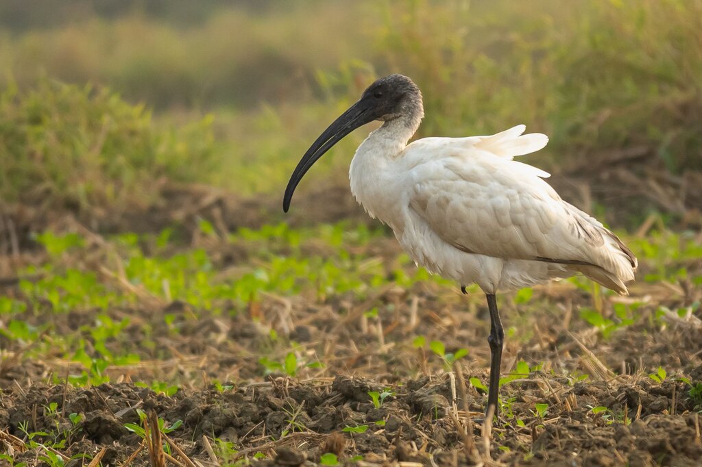 Ibis
